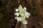 Downy rattlesnake plantain